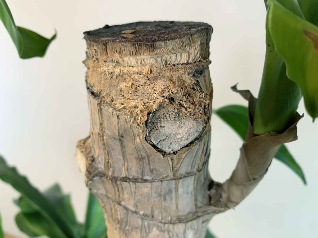 幸福の木（ドラセナ・マッサンゲアナ）の枝を切った瞬間に乾燥している切断面の場合は不健康な枝と判断できる