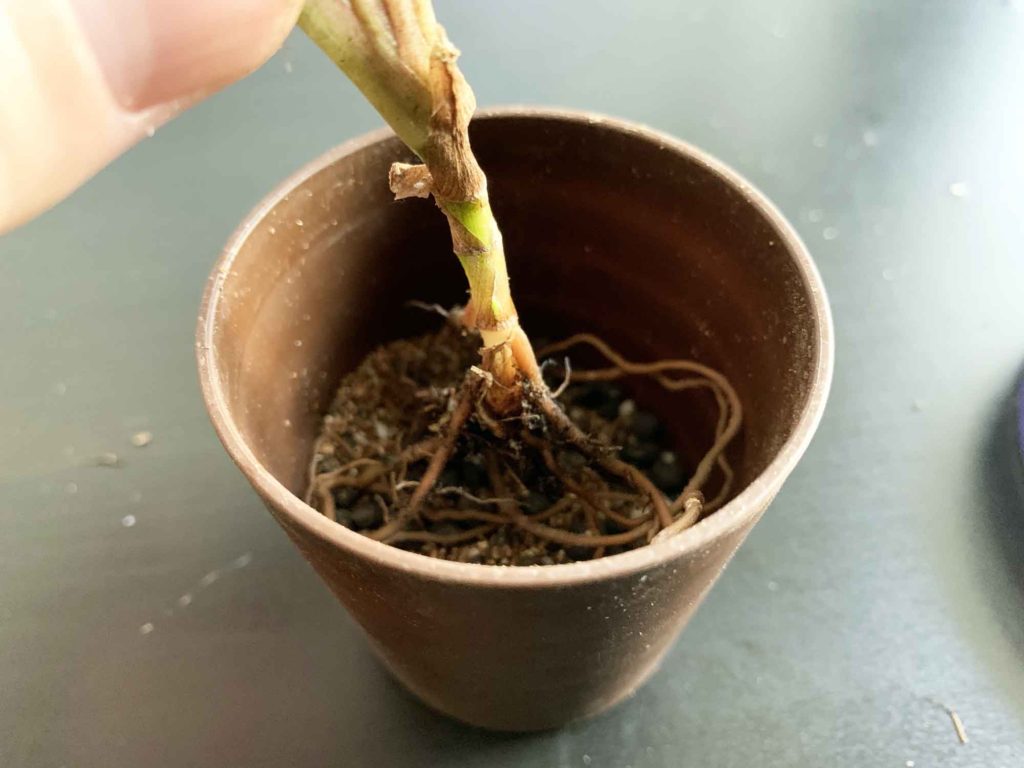 苔玉を剥がして鉢に植え替えるシンゴニウム
