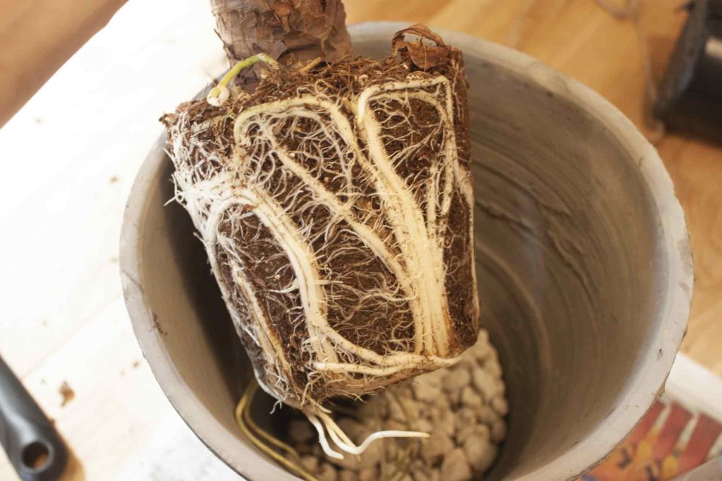 ワンサイズ大きな鉢に植え替える根詰まりしているクワズイモ