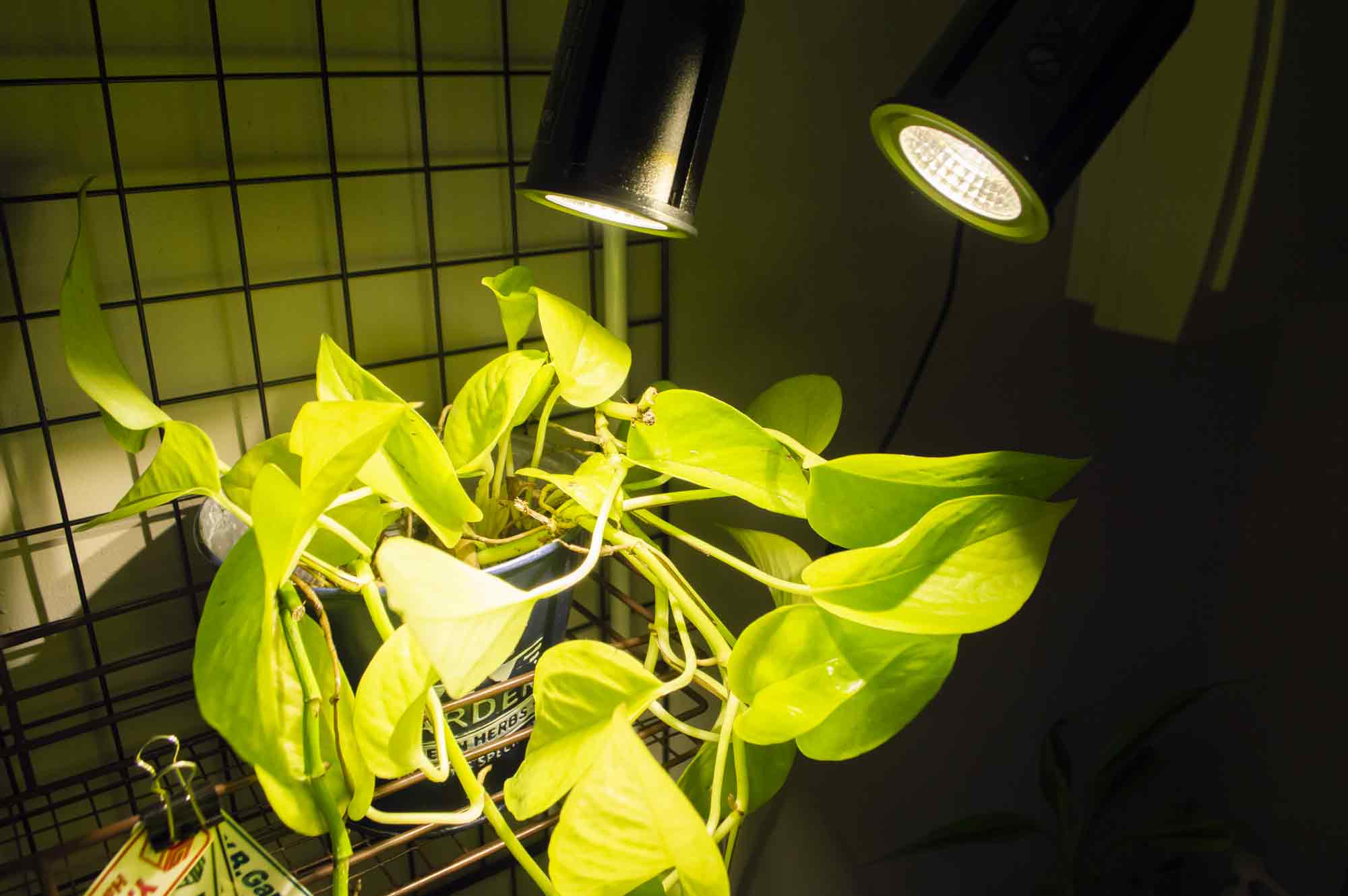 暗いところで照らすLED植物育成ライト