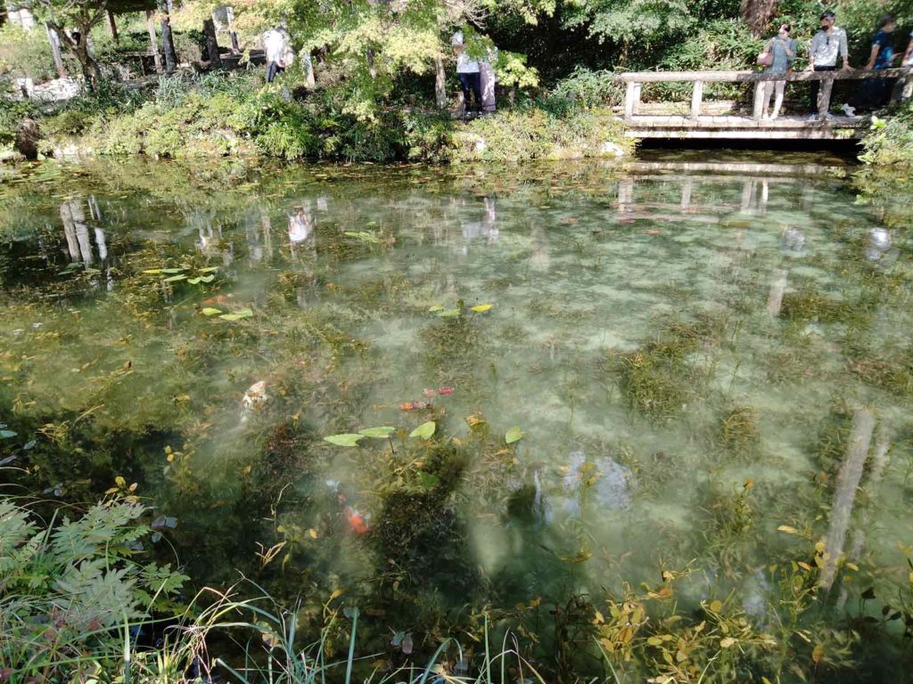 「鯉」がたくさん泳いでいるモネの池