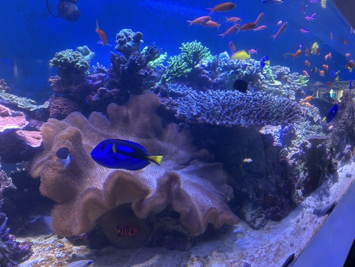 可愛いお魚が入り口でお出迎え