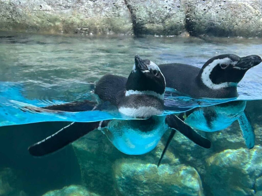 可愛くお出迎えするペンギン
